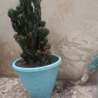 گل کاکتوس صخره ای