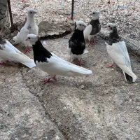 پرنده