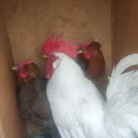مرغ و خروس