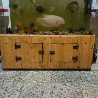 آکواریوم ماهی گوشتخوار