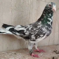کفتر