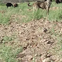 سگ سرابی