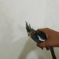 عروس هلندی