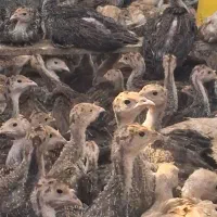 جوجه بوقلمون