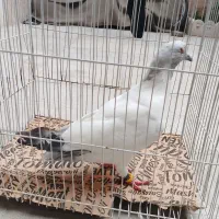 کفتر ابلغ سبز افغانی
