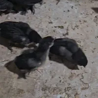جوجه مرندی40روزه