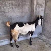 بزآبستن سنگین دوقلوزا