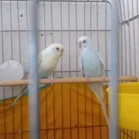 یک جفت مرغ عشق