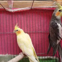 عروس هلندی