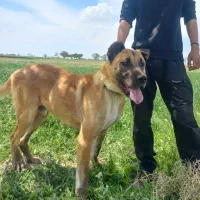 سگ خراسانی