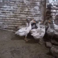 غاز نر و ماده