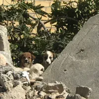 سگ برای نگهبانی