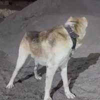 سگ دورگ