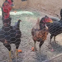 مرغ و خروس لاری