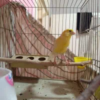 ماده قناری آمادهآماده پس کوزه ای قواره دار ب شرط