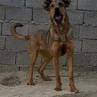 واگذاری سگ سرابی ماده