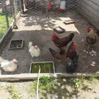 مرغ و خروس