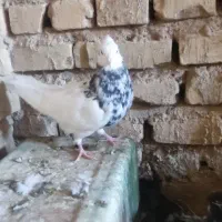 کفتر