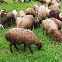 گوسفند آبستن