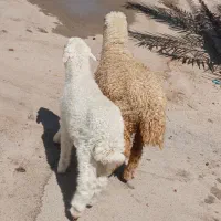 بره نر وماده عراقی لب الجنی جفتی ۱۹۵۰۰۰۰۰