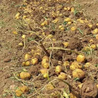فروش سیب زمینی کارلیا تناژ بالا