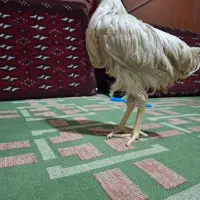خروس|حیوانات مزرعه|شیراز, شیخ علی چوپان|دیوار
