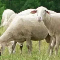بره شیری وارداتی