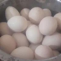 تخم مرغ محلی نطفه دار