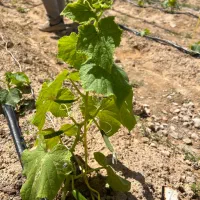استخدام کارشناس گیاهپزشکی