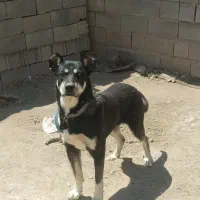 سگ نر