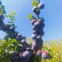 آلو|خوردنی و آشامیدنی|فیرورق, |دیوار