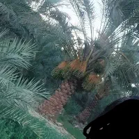 خرما و علف یونجه رستم آباد نرماشیر