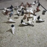 دسته جدید کفتر رنگی دورگ رسید شهرک سلمان