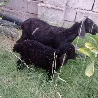 میش بره نر
