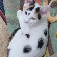 ی گربه بلوس خونگی
