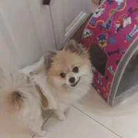 سگ پامر خرسی