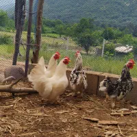 مرغ مینیاتوری