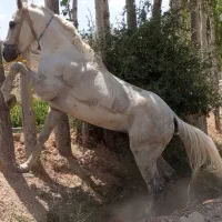 اسب