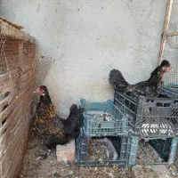 مرغ تخمگذار نژاد سلطان