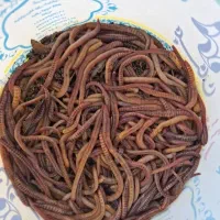 کرم خاکی طعمه ماهیگیری کپور و قزل