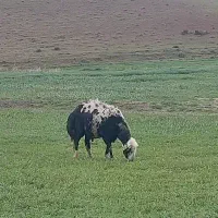 قوچ پلنگی خال سیاه