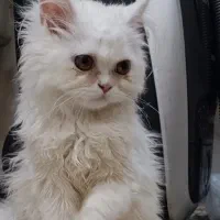 گربه پرشین ماده عروسکی ۳ ماهه