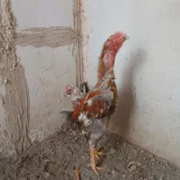 خروس لاری اصیل