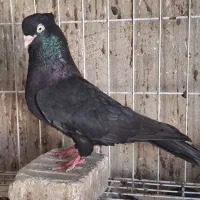 دو تا زاغ جوان تازه سر