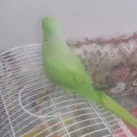 طوطی ملنگو