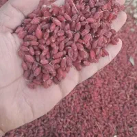 زرشک پفکی