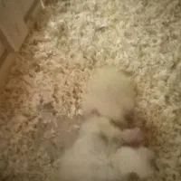یک جفت عروس هلندی با 4عدد جوجه یک هفته ای