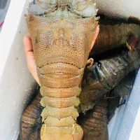 لابستر کله پهن و صدف های خوراکی در ماهی خونه