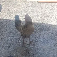 خروس