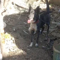 سگ گرگی|سگ|چناران, |دیوار